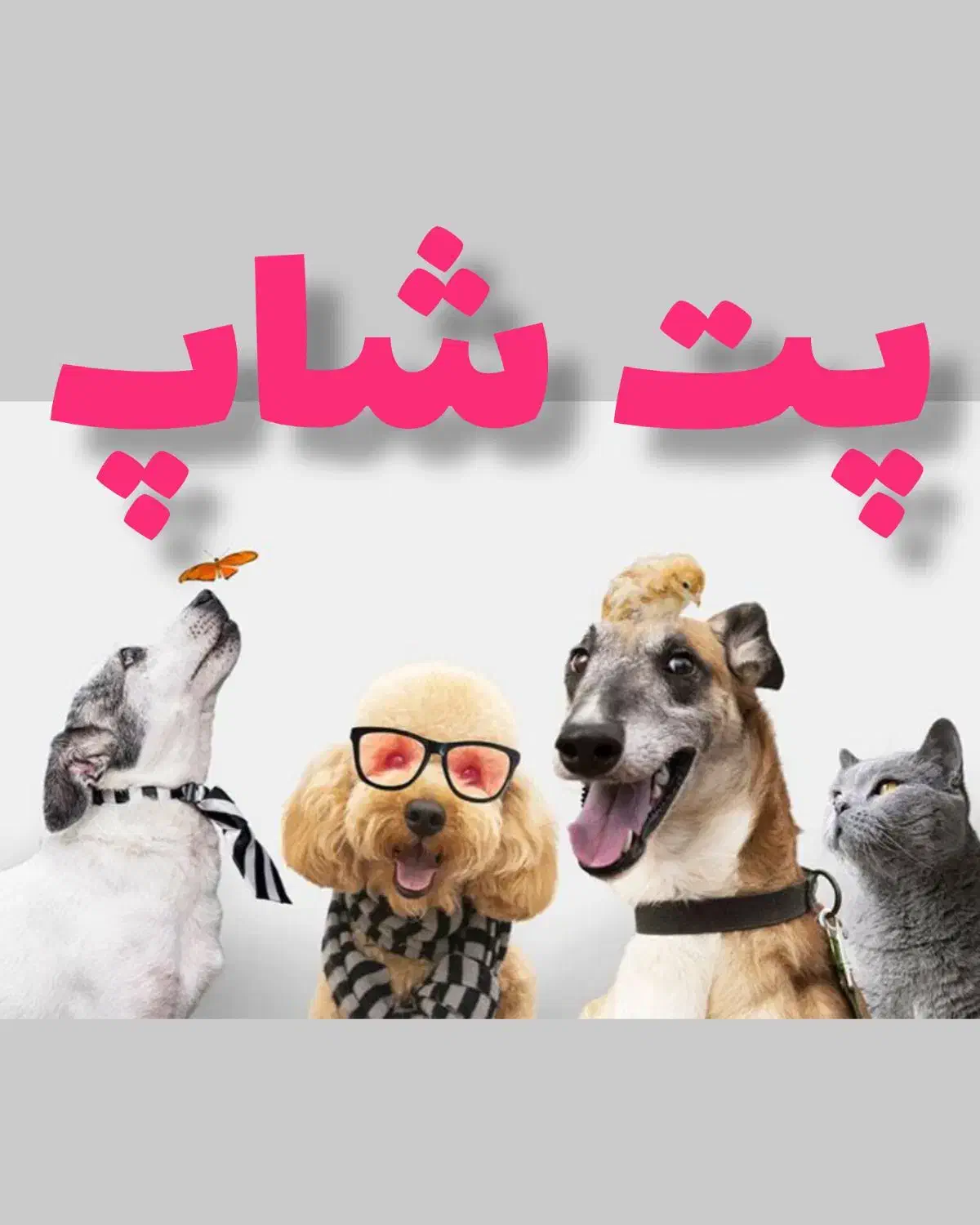 پت شاپ حیوانات|لوازم جانبی حیوانات|گلبهار, شهر جدید گلبهار|دیوار