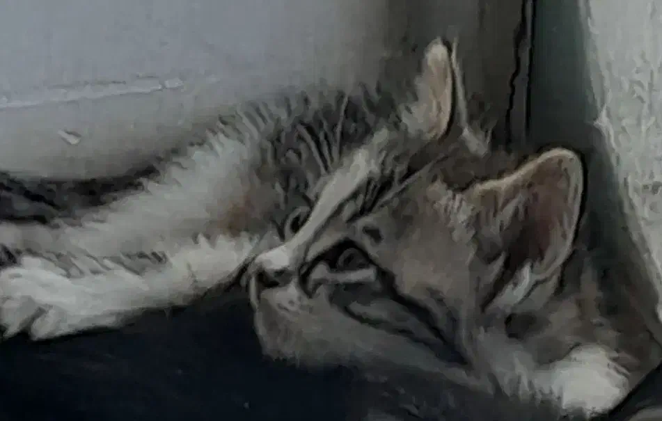 بچه گربه گم شده|حیوانات|داراب, |دیوار