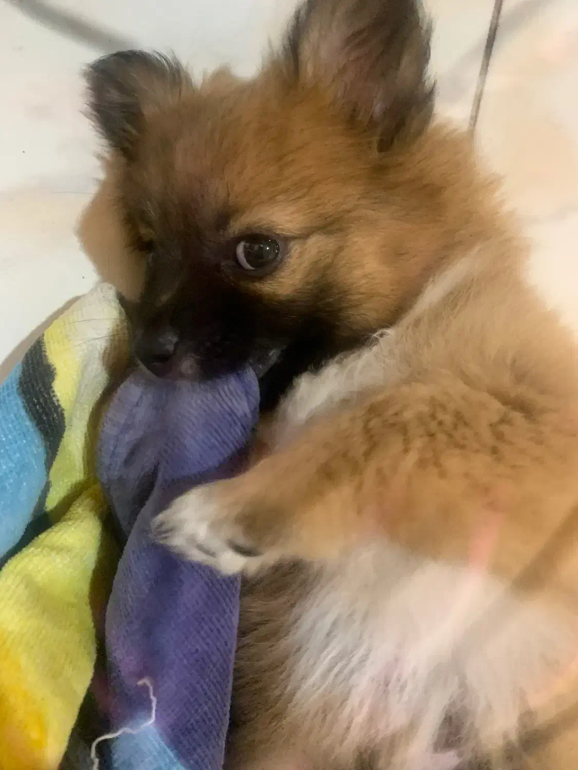 واگذاری رایگان پامر اشپیتز|سگ|نوشهر, |دیوار