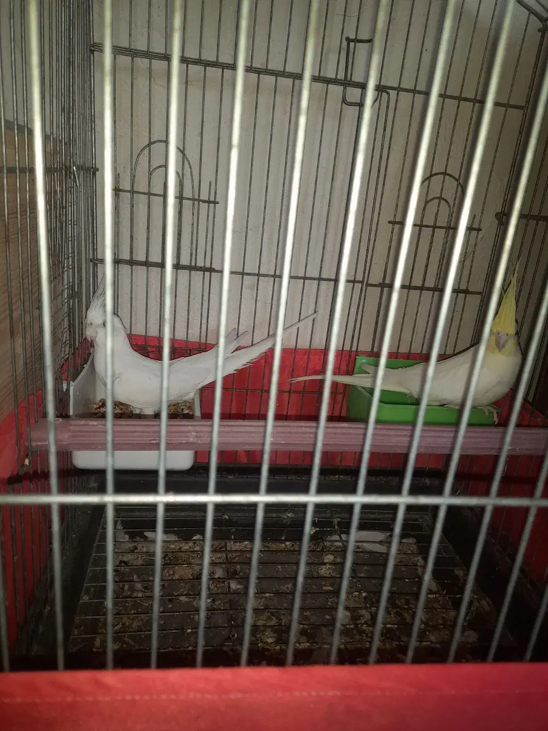 عروس هلندی وفنج|پرنده|بندرعباس, |دیوار