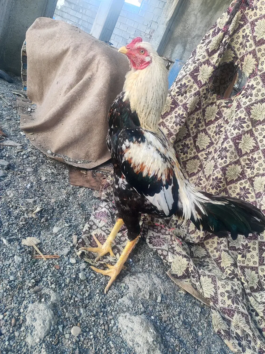 خروس لاری|حیوانات مزرعه|رودان, |دیوار