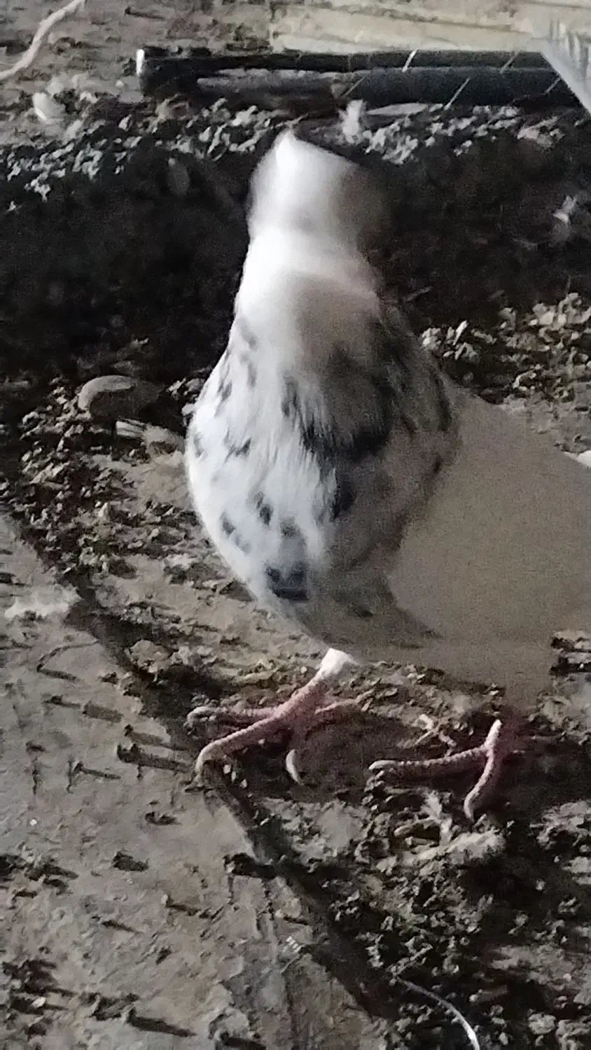 طوق سور نر معامله|پرنده|بم, |دیوار