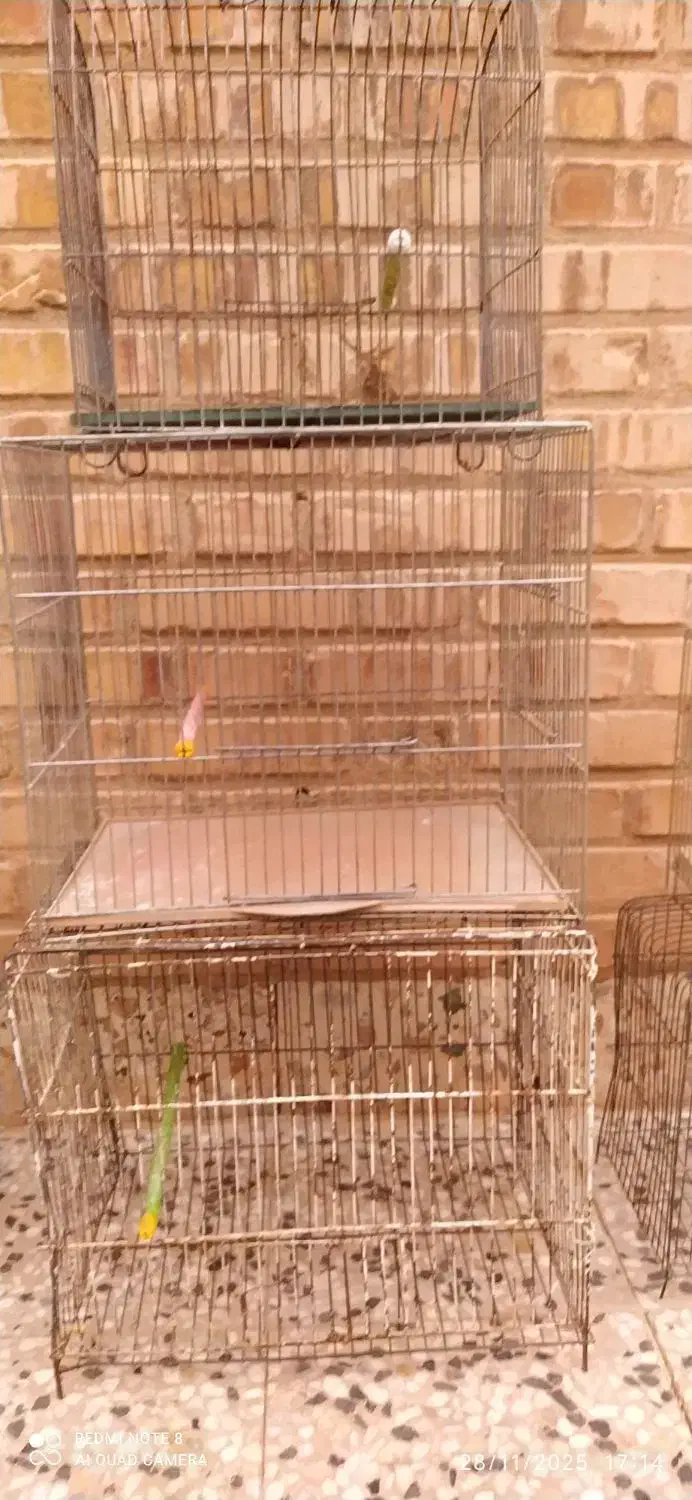 تابلوهای زیبای تزیینی ،پنکه سقفی،قفس|پنکه و تصفیهکنندهٔ هوا|دزفول, |دیوار