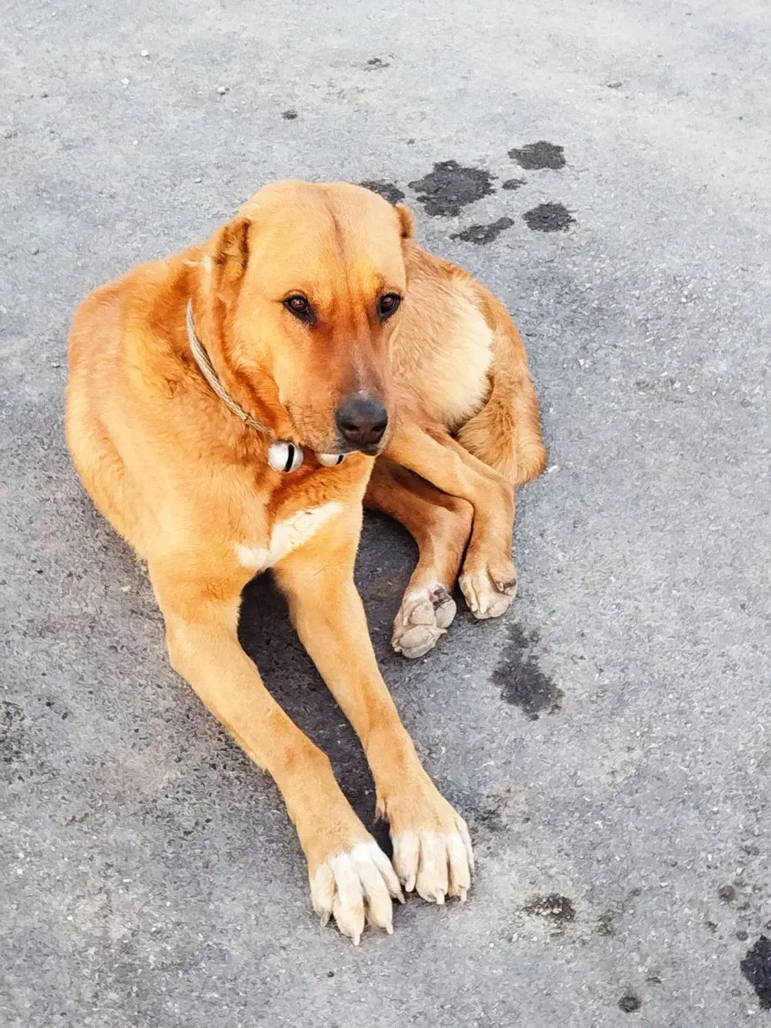 سگ گل ای|سگ|ملک‌آباد, |دیوار