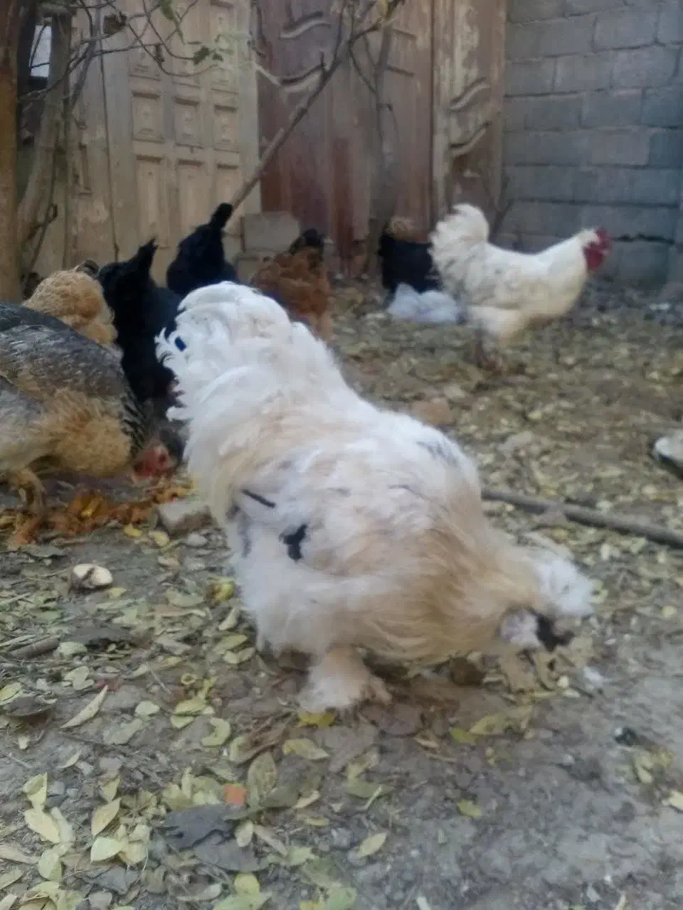 مرغ وجوجه|حیوانات مزرعه|فلاورجان, |دیوار