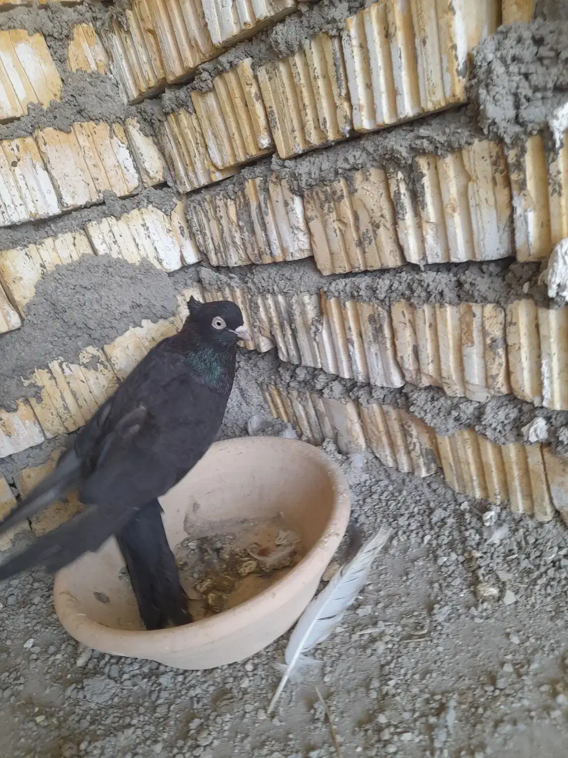 زاغ|پرنده|دهدشت, |دیوار