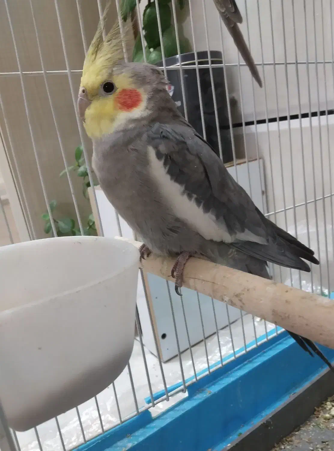 عروسهلندیسخنگو|پرنده|ایلام, |دیوار