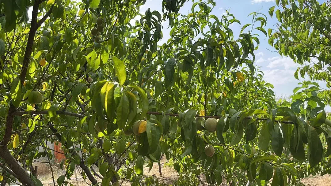 باغ زمین هزار متری قزانچی|فروش زمین و ملک کلنگی|لنده, |دیوار