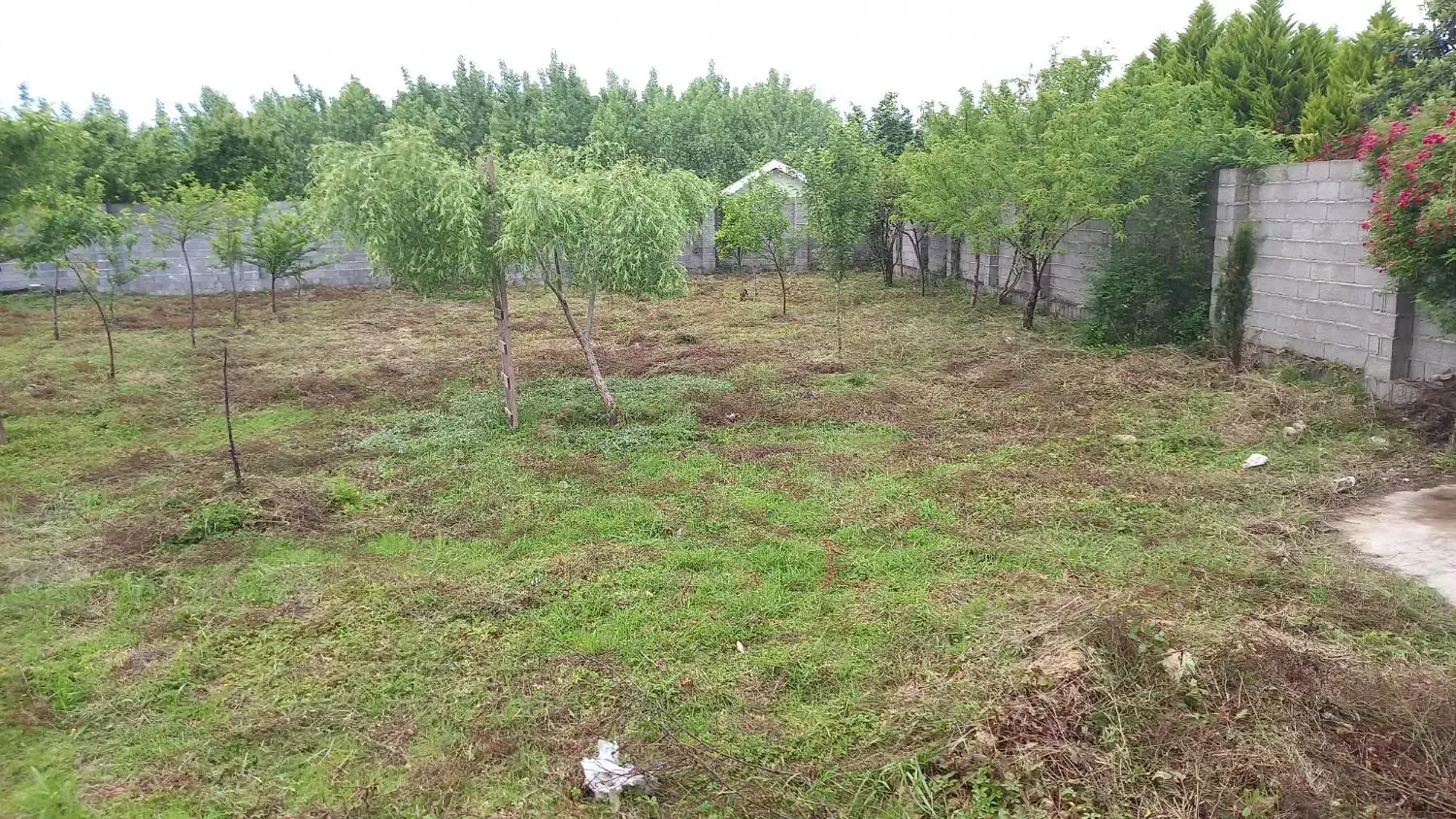 انجام کلیه موارد باغبانی و طراحی سه بعدی|خدمات باغبانی و درختکاری|صومعه‌سرا, |دیوار