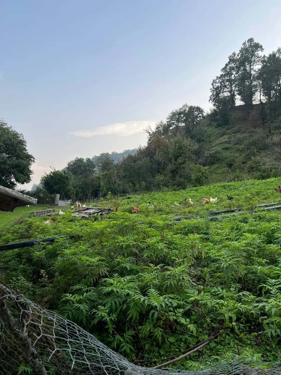 زمینی برای ساختن اعتبار ۵۰۰ متر باویوی ابدی|فروش زمین و ملک کلنگی|آستارا, |دیوار