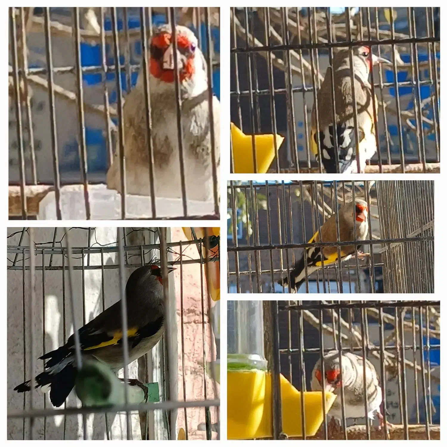 پرنده های زینتی|پرنده|سبزوار, غرب نیروگاه|دیوار