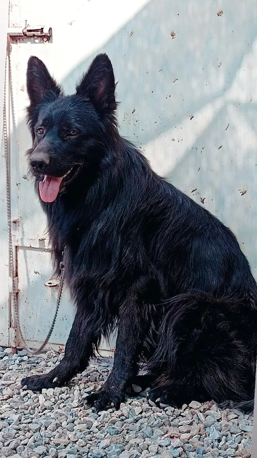 ژرمن|سگ|سیرجان, |دیوار