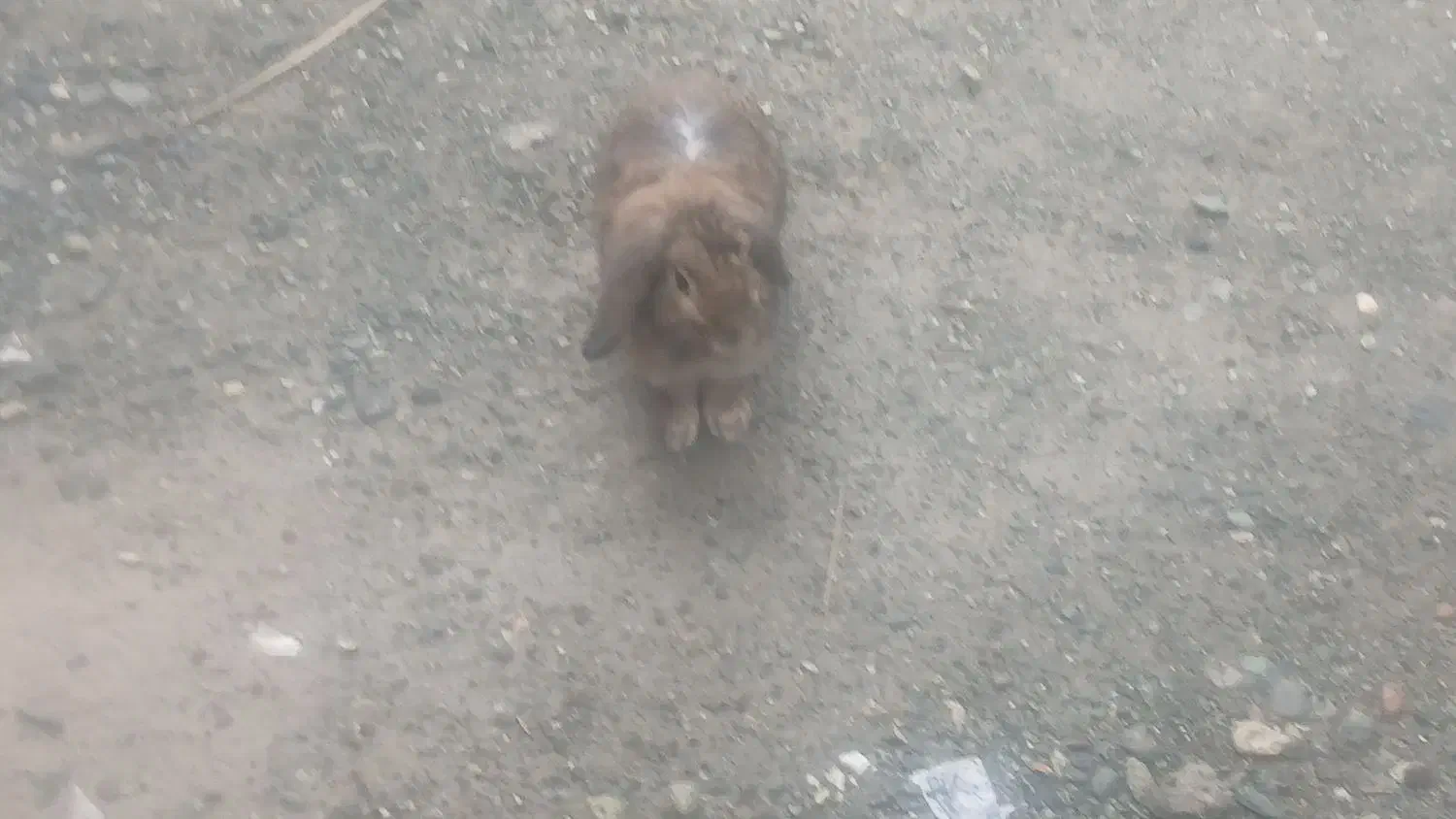 کهنوج|موش و خرگوش|کهنوج, |دیوار