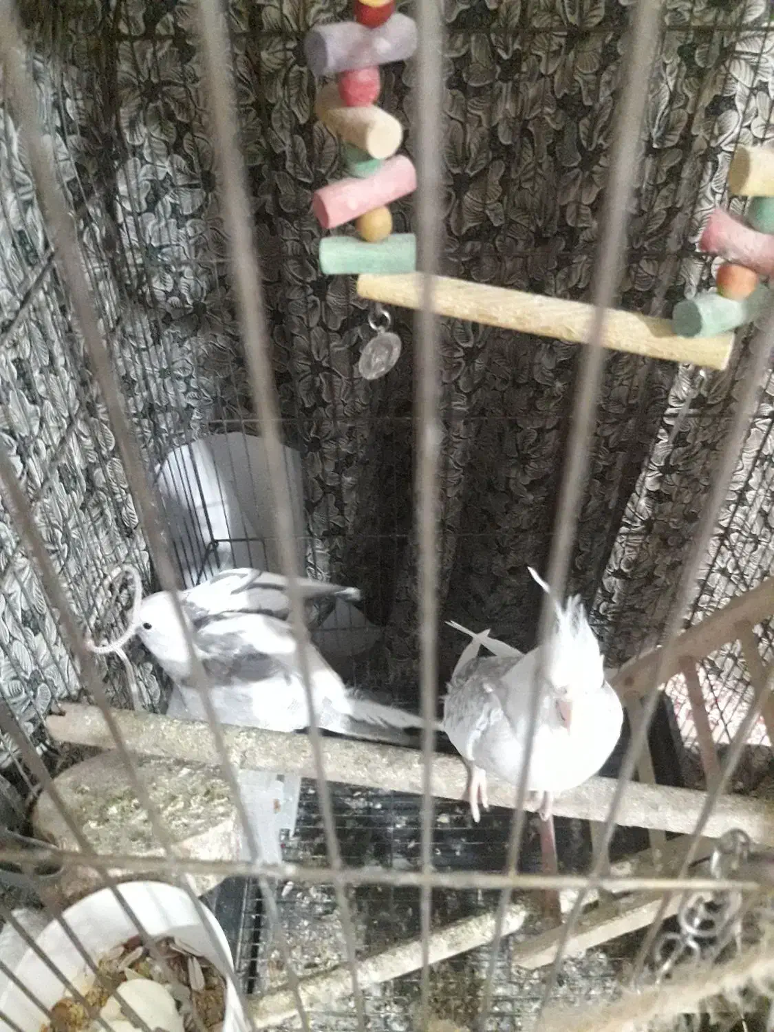 جفت مولد طوطی|پرنده|لاهیجان, بازکیاگوراب|دیوار