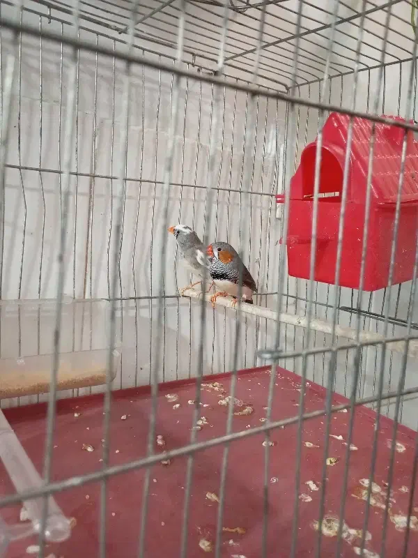 چند عدد پرنده|پرنده|گلستان (تهران), |دیوار