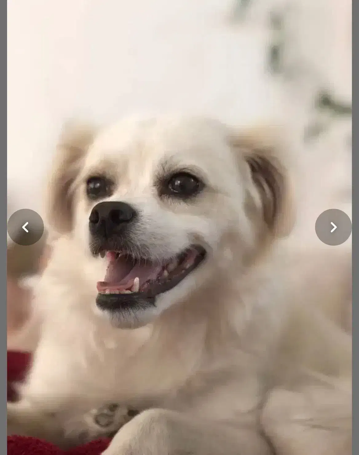 سگ گمشده|حیوانات|شیراز, معالی‌آباد|دیوار