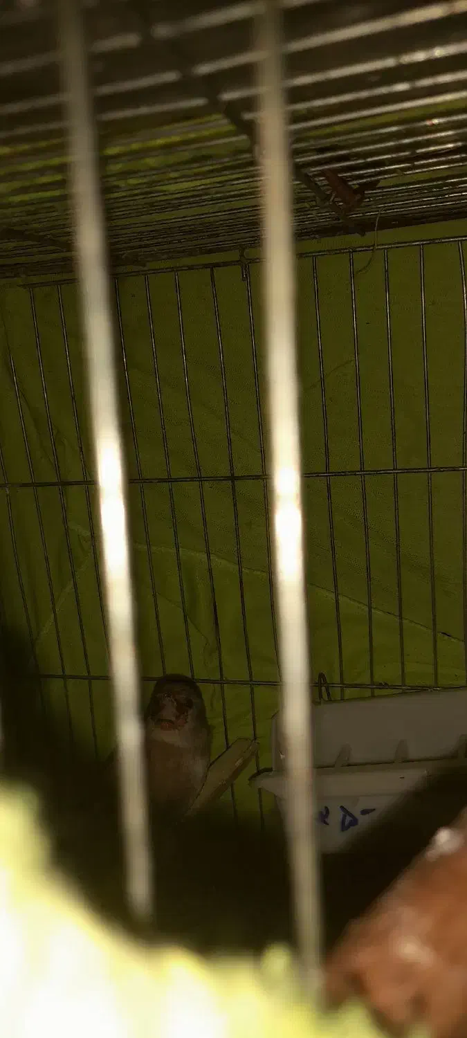 سهره کرمانی|پرنده|گلستان (تهران), |دیوار