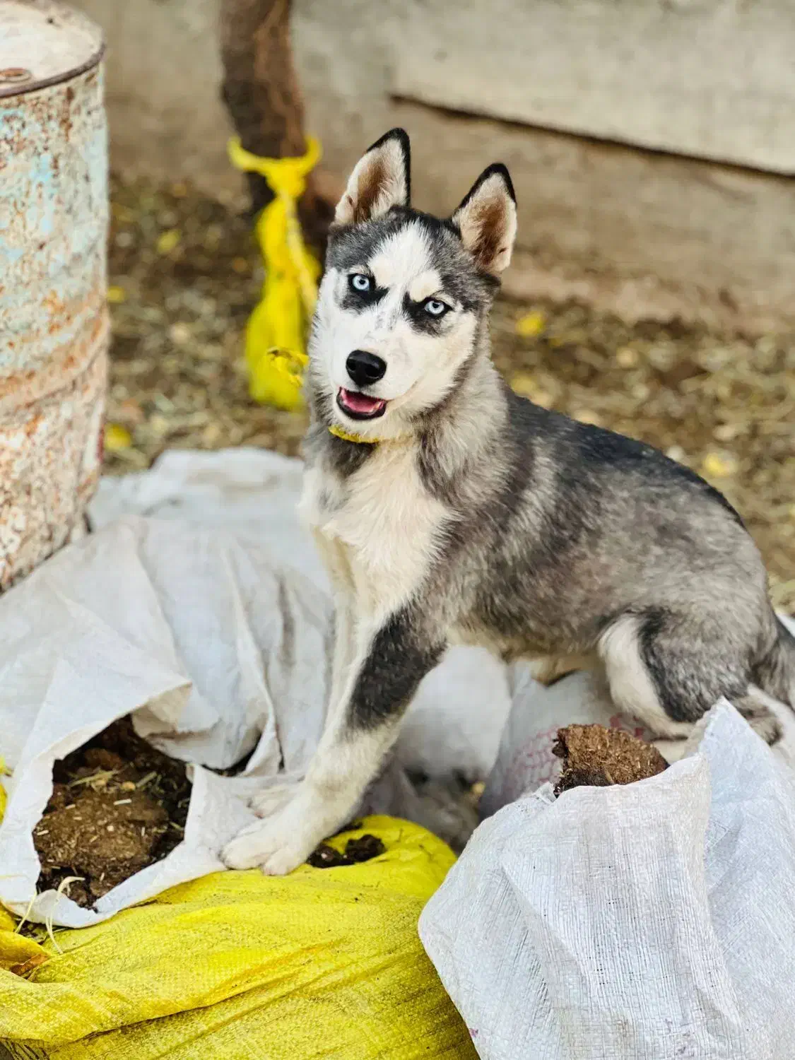 سگ هاسکی ده ماهه|سگ|شیراز, علی آباد|دیوار