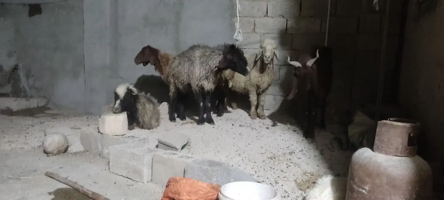 چند تا میش و بز|حیوانات مزرعه|برازجان, |دیوار