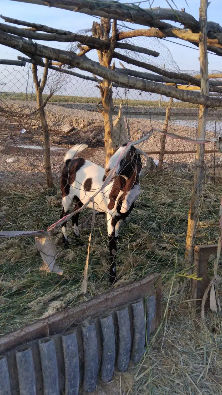 بز افغانی|حیوانات مزرعه|خرمشهر, |دیوار