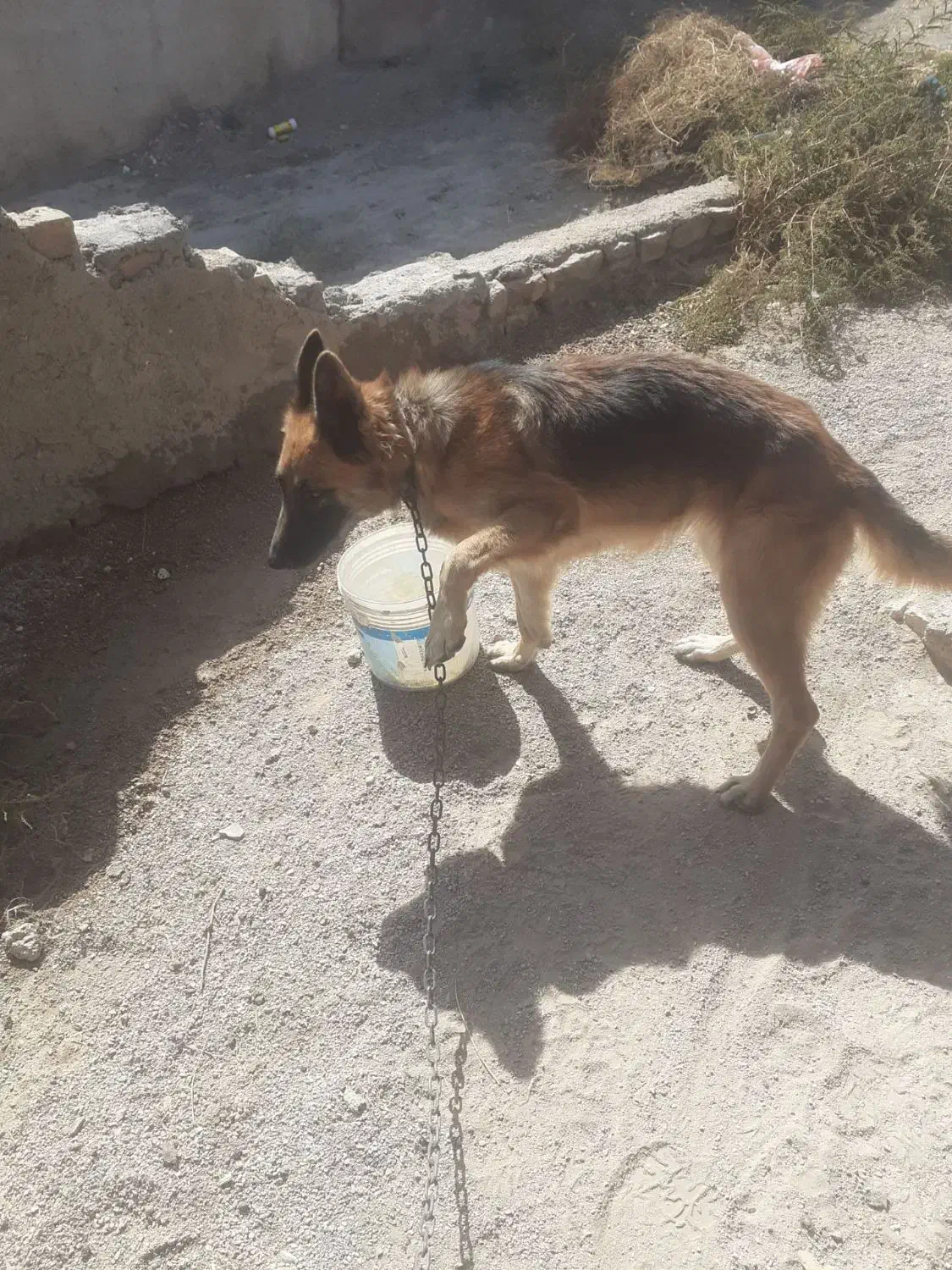 سگ ژرمن|سگ|شیروان (خراسان), |دیوار