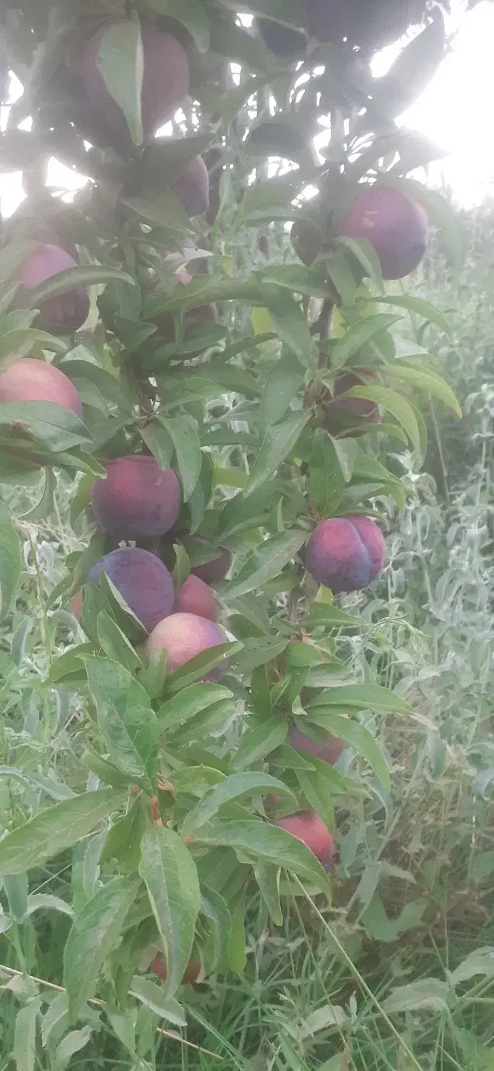 فروش باغ وزمین مزروعی|فروش زمین و ملک کلنگی|اشترینان, |دیوار