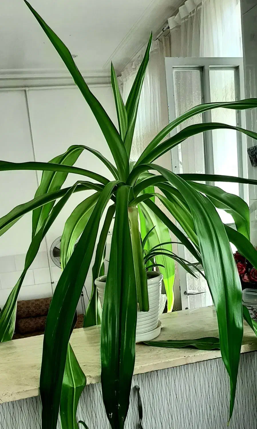 گل سوسن بزرگ با گلدون|گل و گیاه طبیعی|اردکان, |دیوار