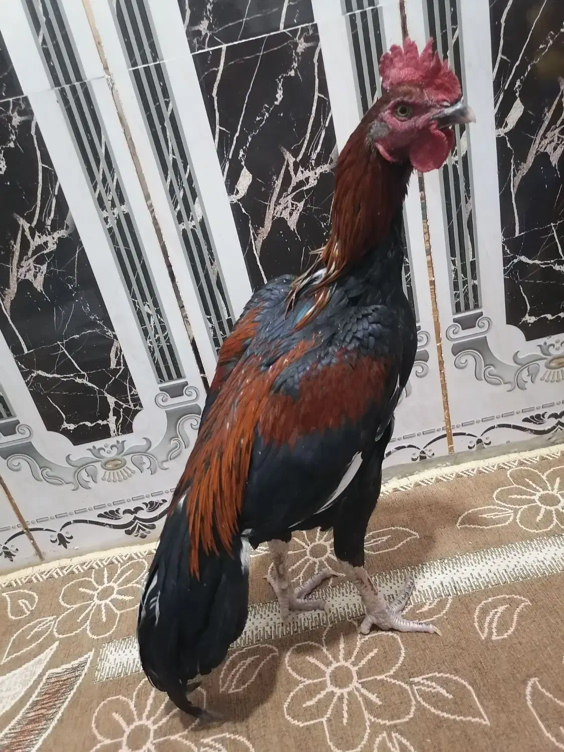 خروس قرمز|حیوانات مزرعه|سراوان, |دیوار