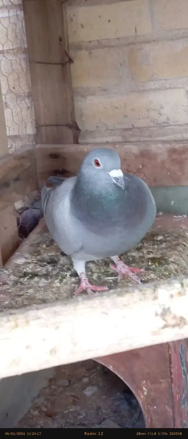 کبوتر|پرنده|اردکان, |دیوار