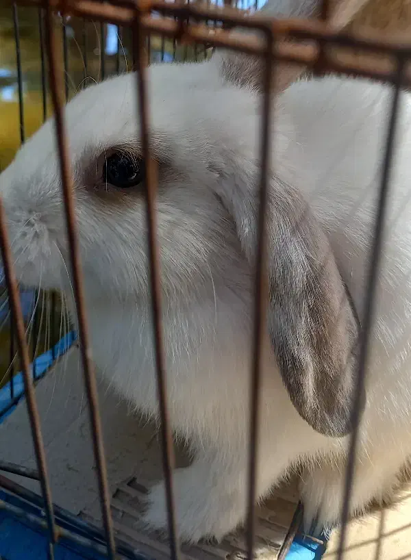 خرگوش لپ|موش و خرگوش|تربتحیدریه, شهرک ولیعصر|دیوار