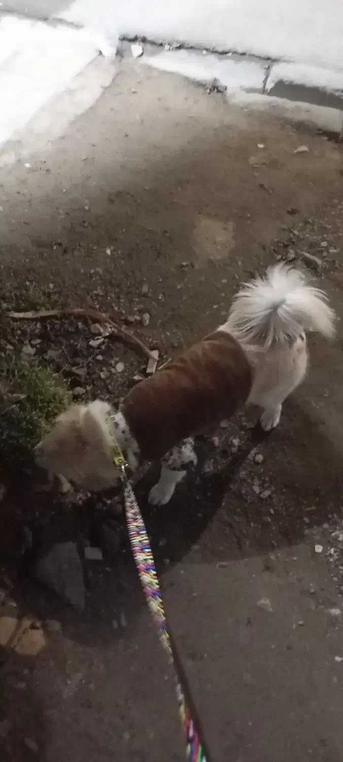 پاپی|سگ|تربت‌حیدریه, رضاشهر|دیوار