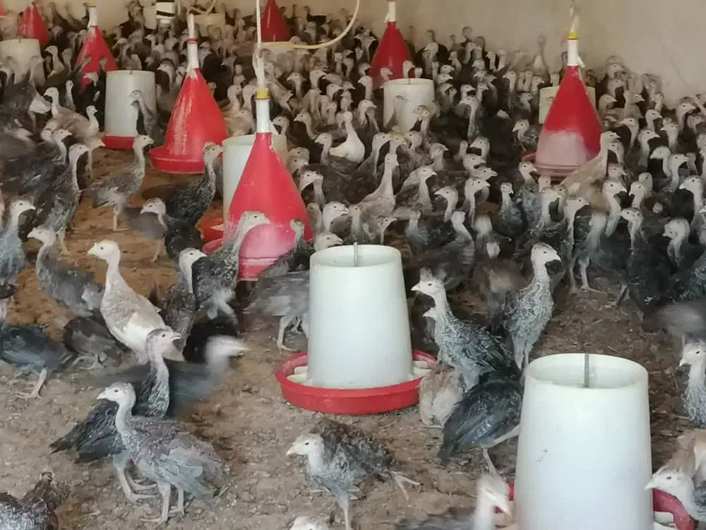 بوقلمون برنز و بیوتی محلی و خروس ومرغ باری|حیوانات مزرعه|مرودشت, محمد آباد|دیوار