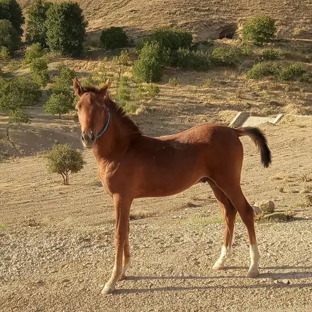 اسب|اسب و تجهیزات اسب‌سواری|ناغان, |دیوار