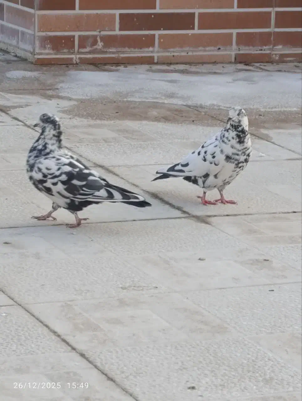 کفتر|پرنده|تربت‌حیدریه, مظفریه|دیوار