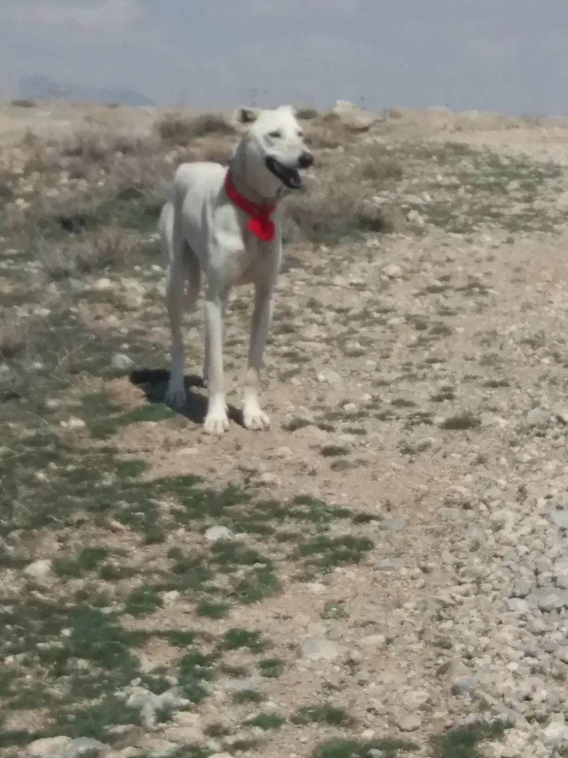 واگذاری تازی و سگ گله|سگ|سردرود, |دیوار