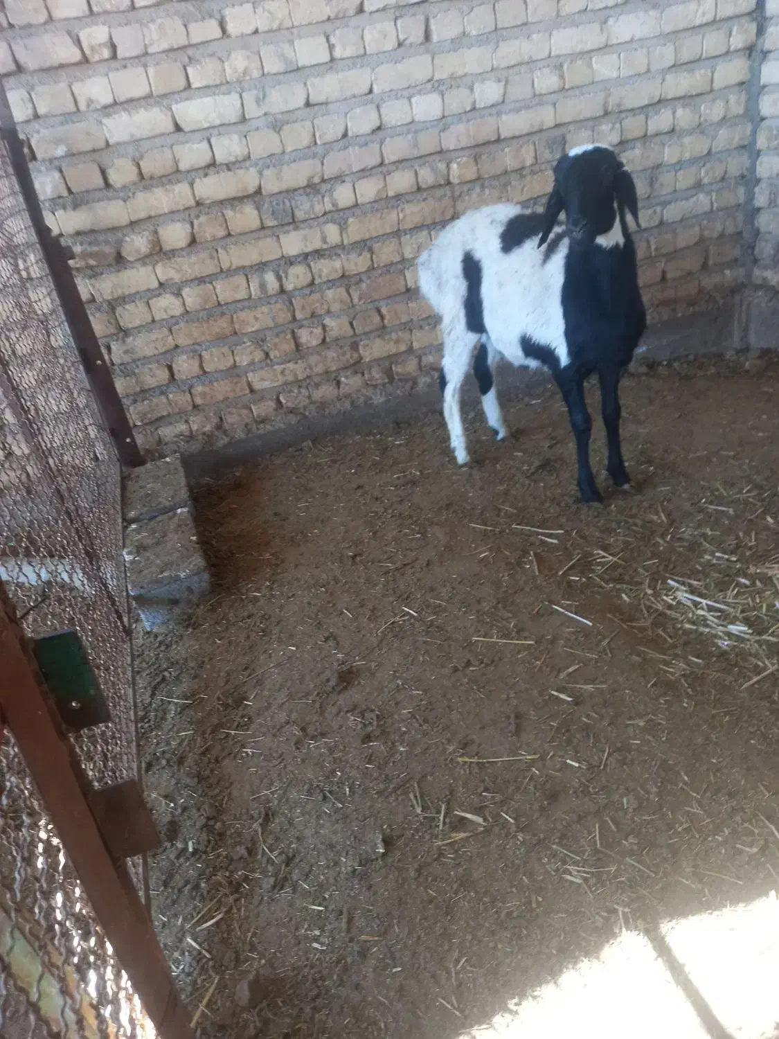 بره قوچ|حیوانات مزرعه|مرودشت, الماس آباد|دیوار