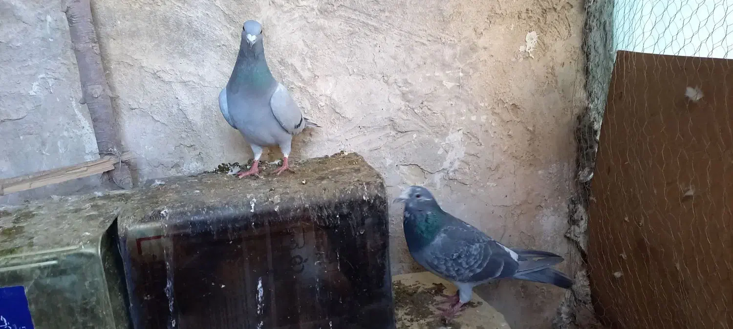کبوتر پلاکی|پرنده|یزد, |دیوار