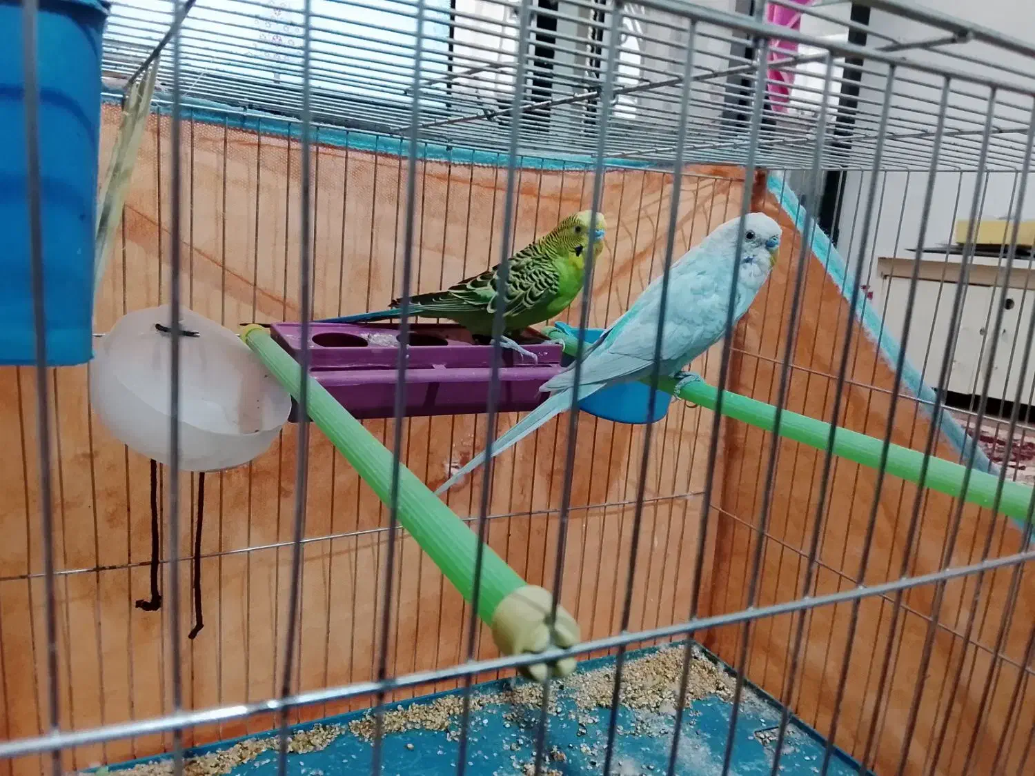 فروش مرغ عشق|پرنده|ابهر, |دیوار