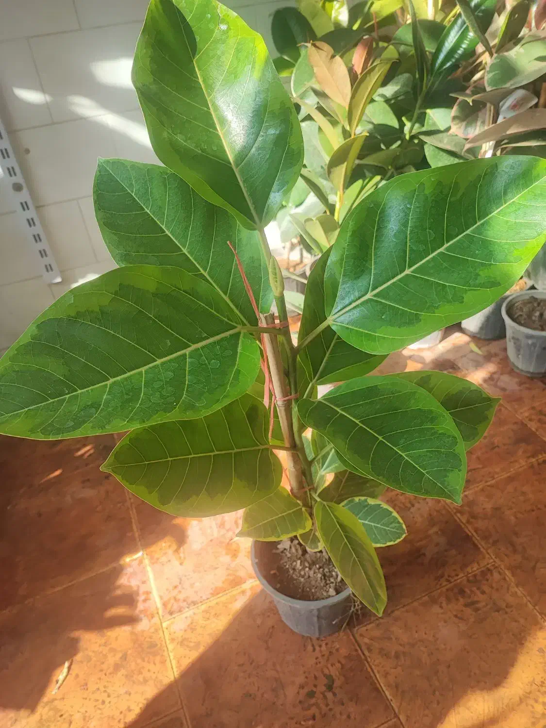 گل افروبیا اره فقط 300|گل و گیاه طبیعی|اصفهان, سرچشمه|دیوار