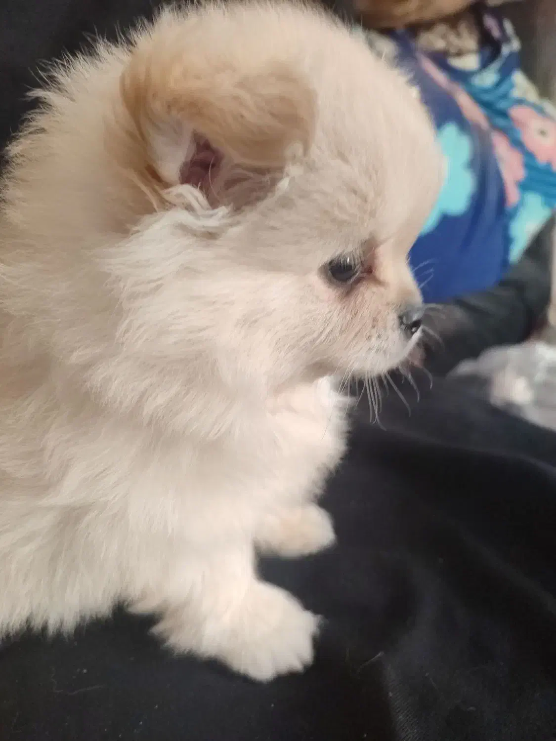 فقط 10پامر|سگ|بندرعباس, |دیوار