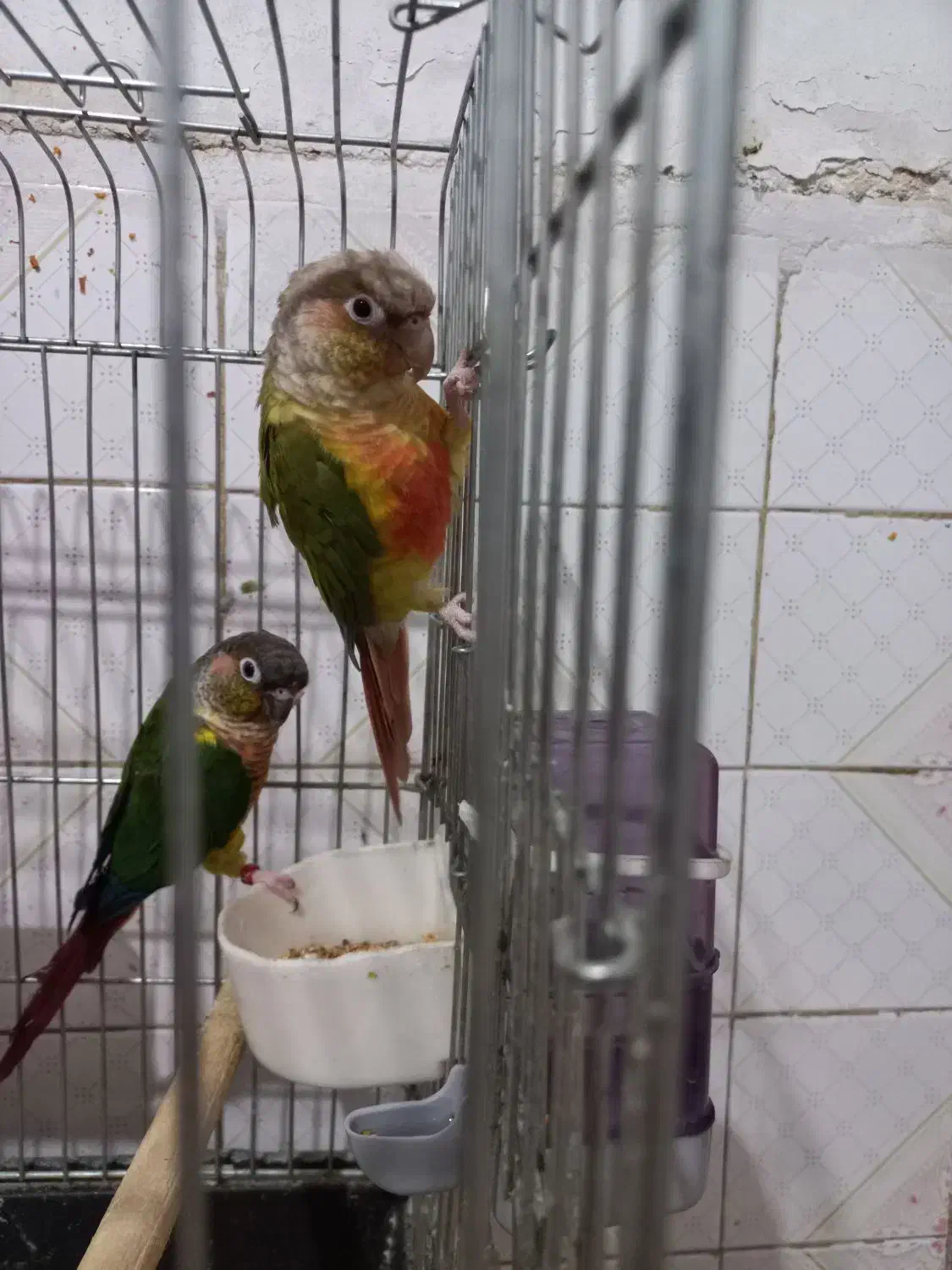 دو عدد طوطی گرینچیک ماده|پرنده|گلستان (تهران), |دیوار