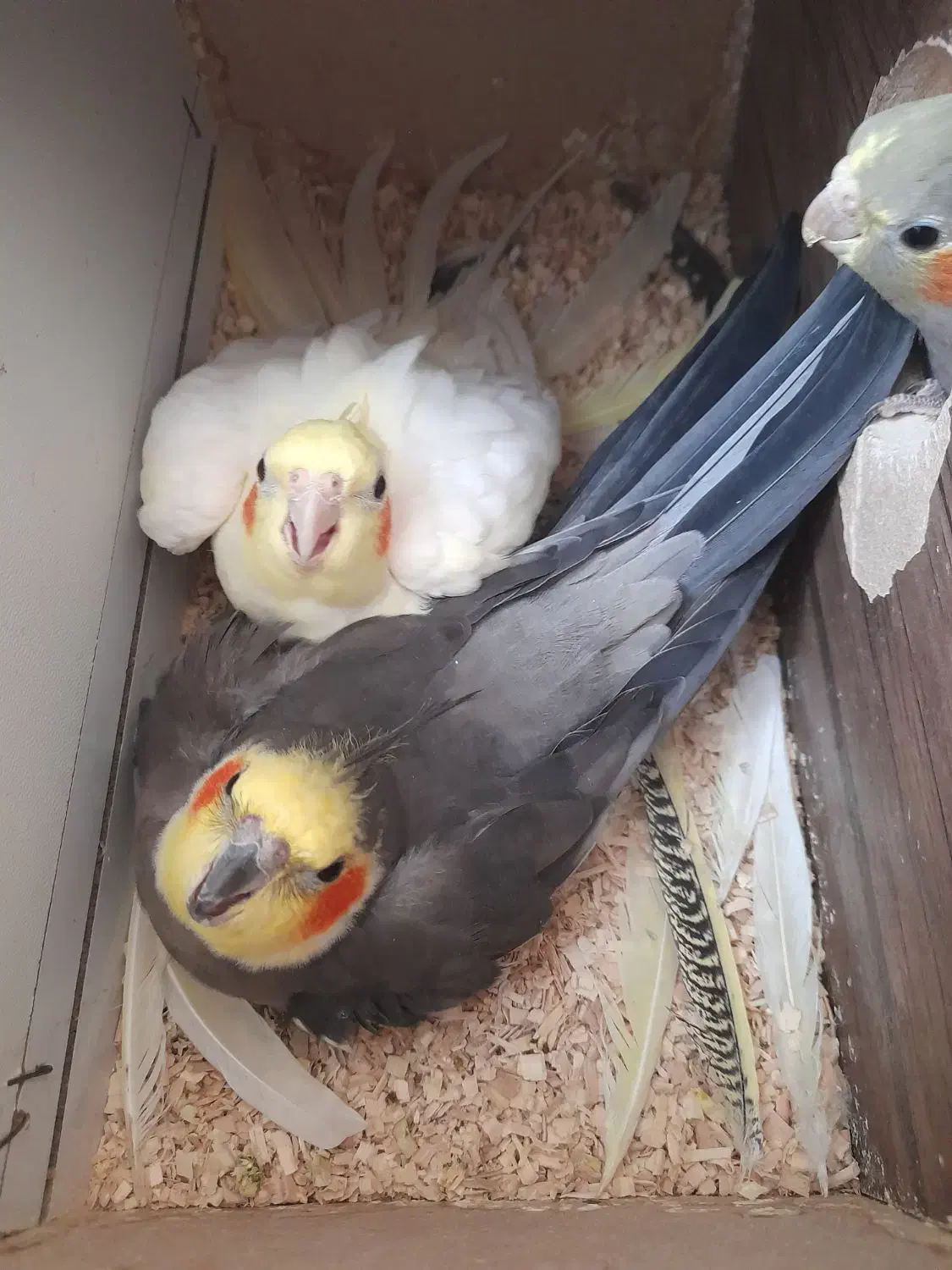 عروس هلندی مولد|پرنده|مرند, |دیوار