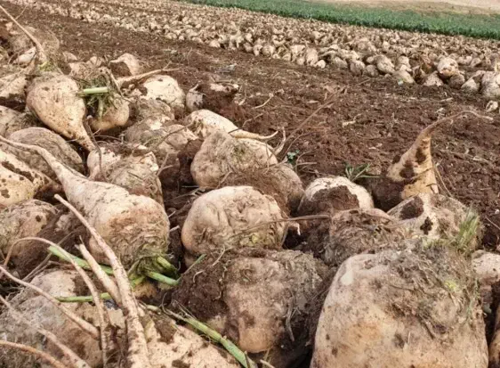 چقندر قند|حیوانات مزرعه|رشت, لاکان|دیوار