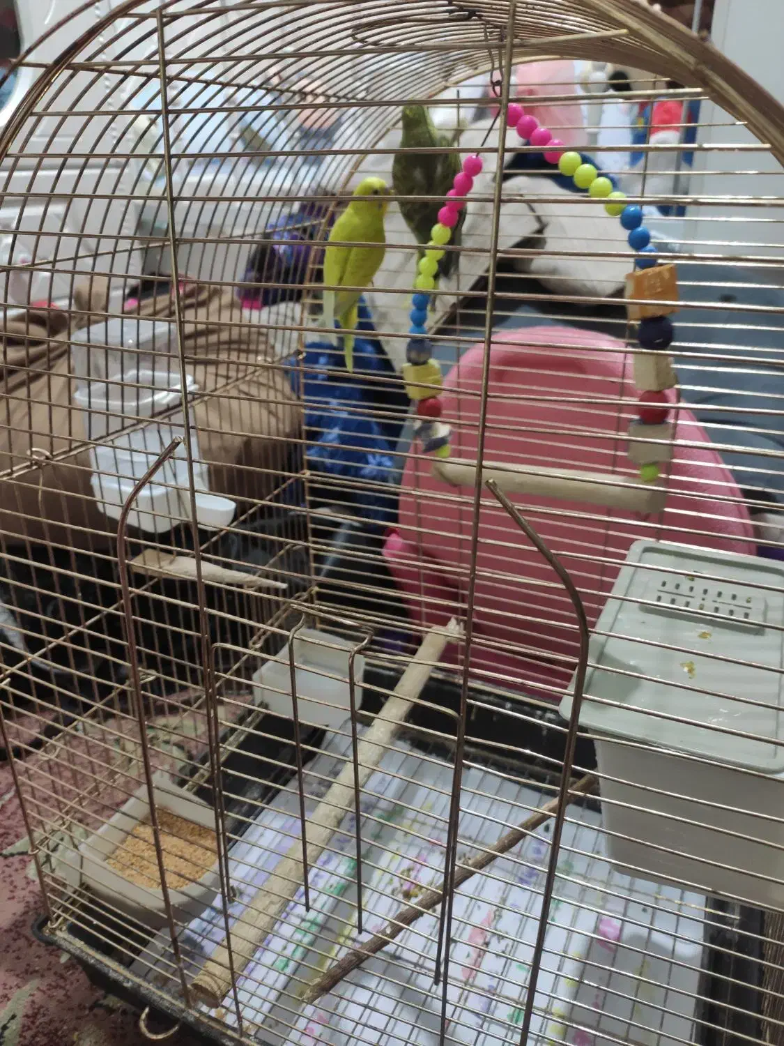 مرغ عشق جفت با قفس|پرنده|ری, دولتآباد|دیوار