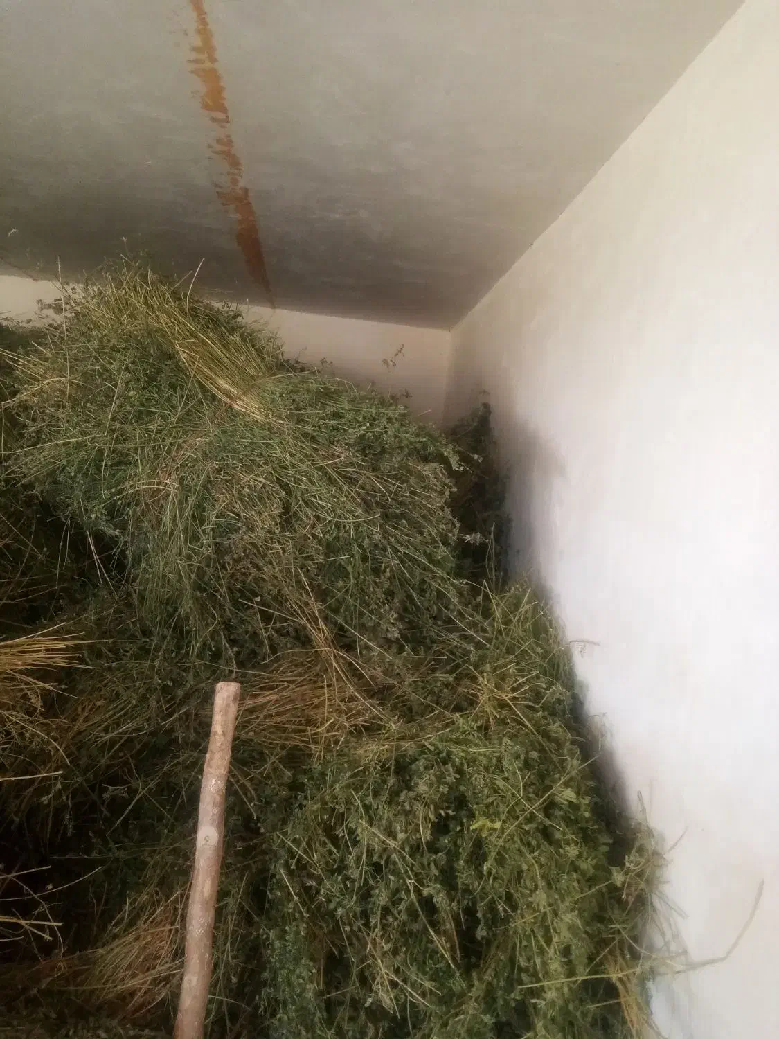 یونجه خشک|خدمات باغبانی و درختکاری|قوچان, |دیوار