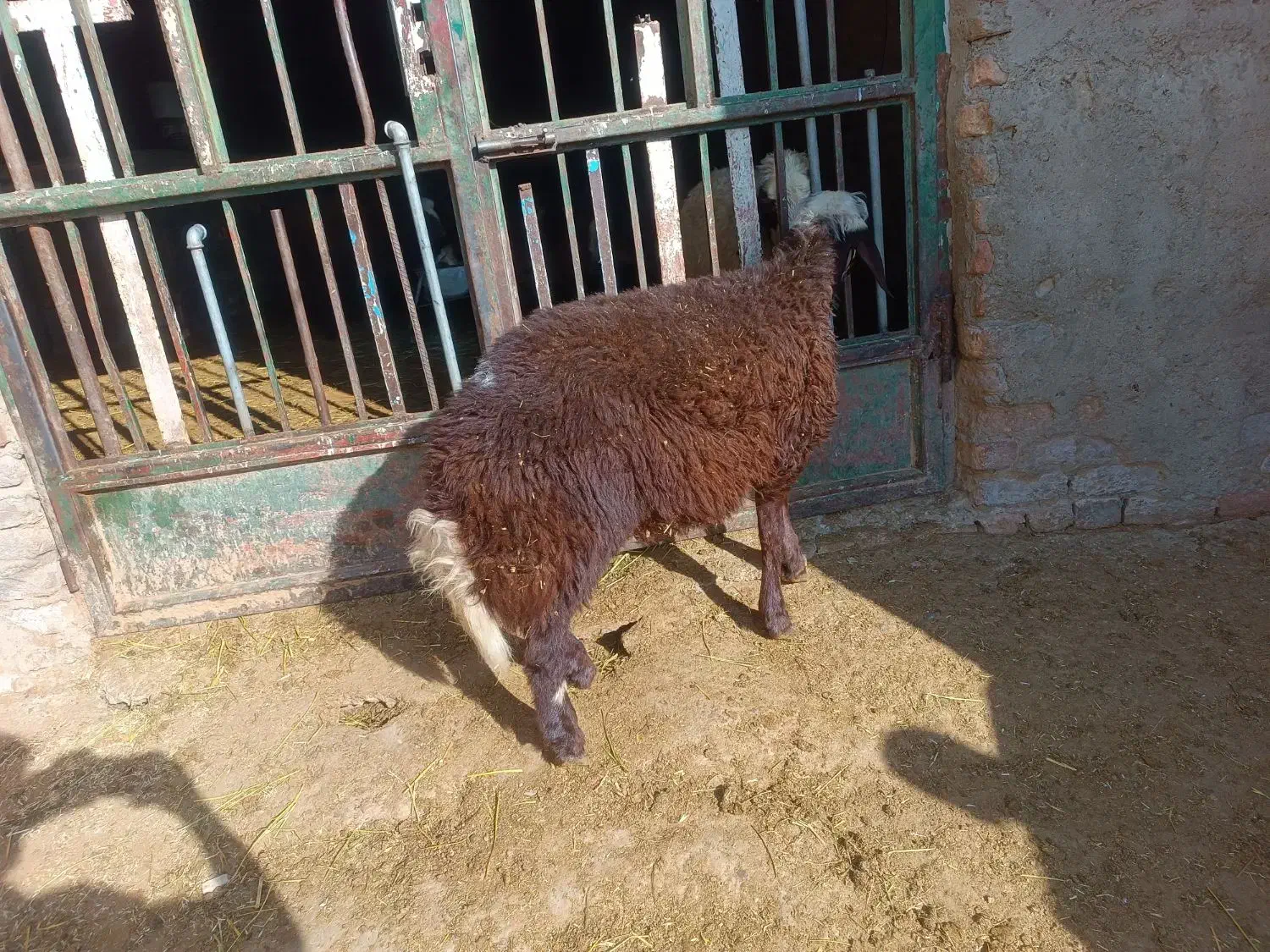 بره نر|حیوانات مزرعه|شیروان (لرستان), |دیوار