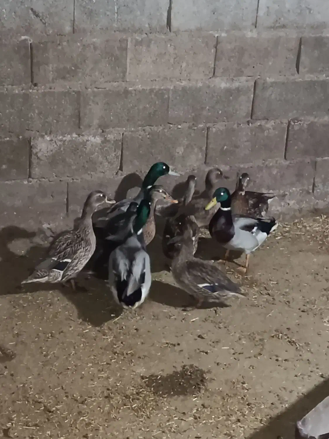 اردک وحشی کله سبز|حیوانات مزرعه|علی‌آباد کتول, |دیوار