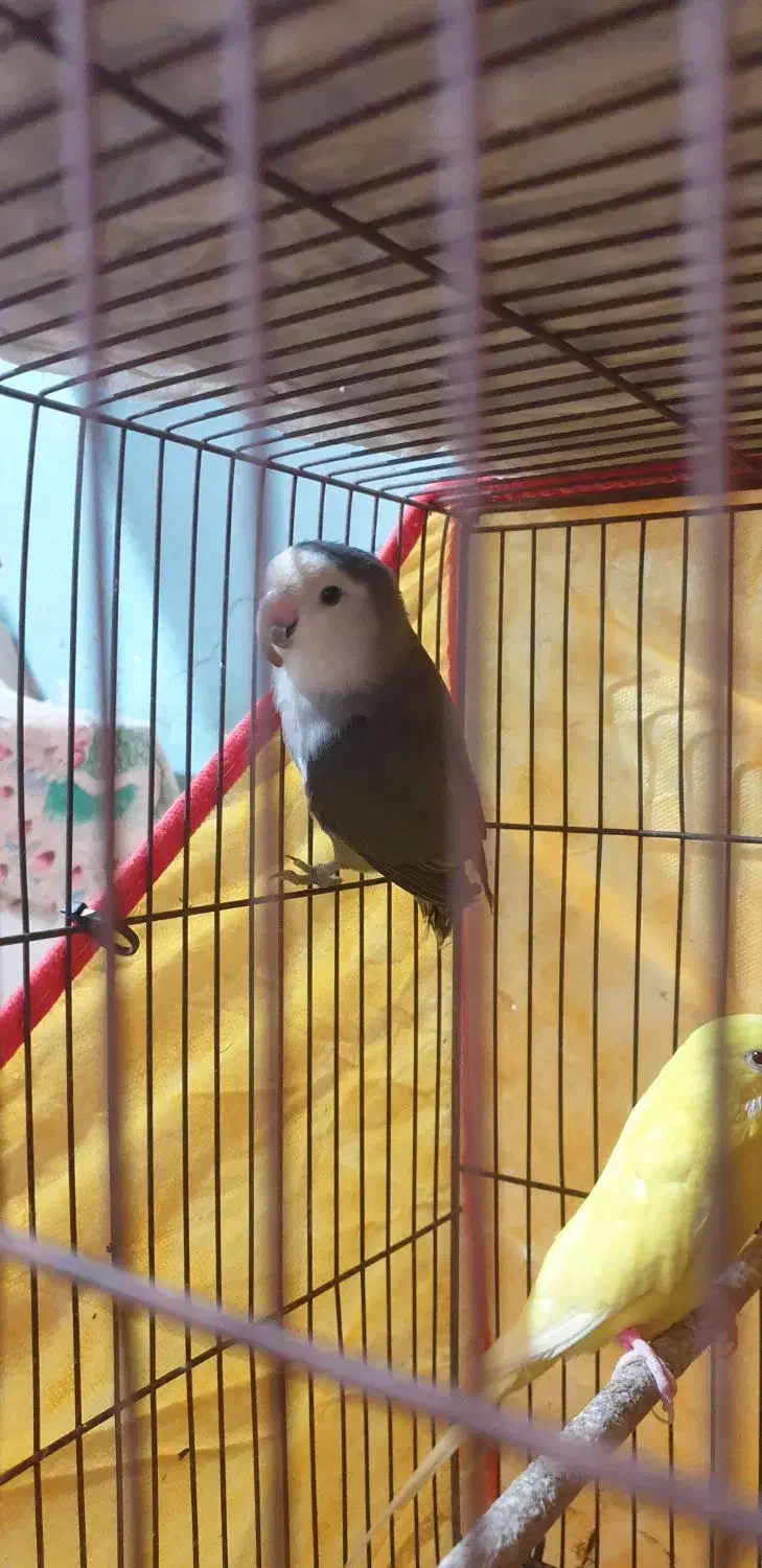 فروش یا معاوضه طوطی کوتوله نر|پرنده|بندرعباس, |دیوار