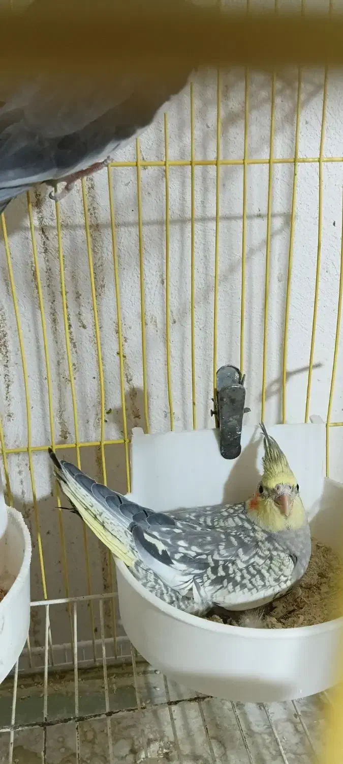 عروس زیبا جوجه دان خور|پرنده|بجنورد, |دیوار