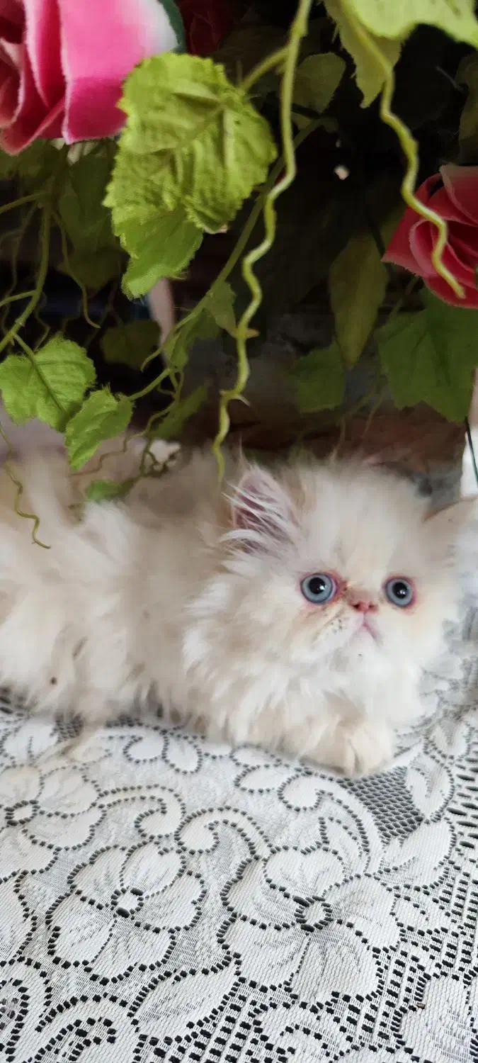 پرشین سوپرفلت دوماهه|گربه|کرمانشاه, |دیوار